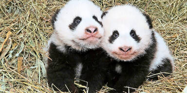 Pandas