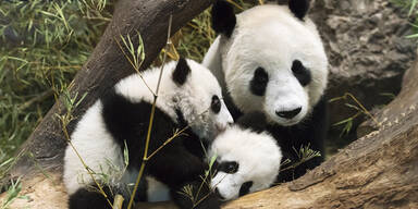 Pandazwillinge sind ein halbes Jahr alt