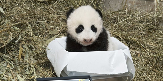 Süße Wiener Panda-Babys heißen Fu Feng und Fu Ban