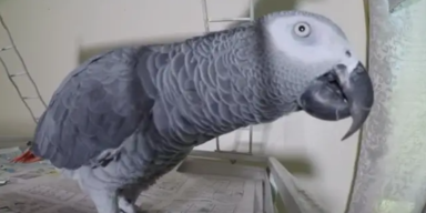 WOOD TV8/ABC/Michigan Department of Corrections