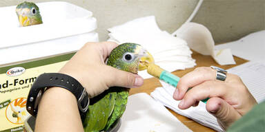 Diese Vögel kosten 1 Million Euro