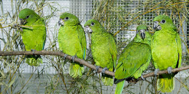 Diese Vögel kosten 1 Million Euro