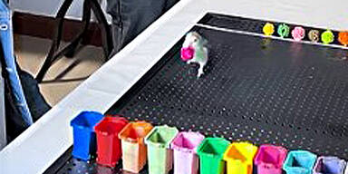 Federleicht zum Rekord: Dieser Papagei ist ein echtes Farb-Genie