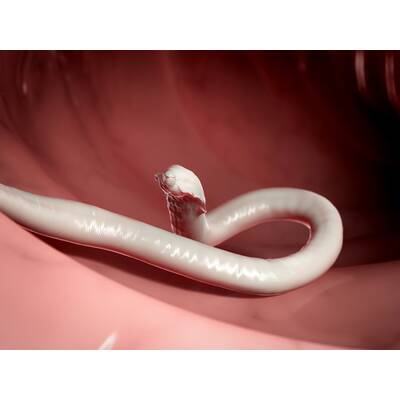 Die letzte Chance Diät