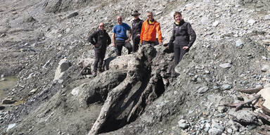 Nach 6.000 Jahren: Pasterze gibt Zirbe frei