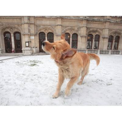 Europa versinkt im Schneechaos