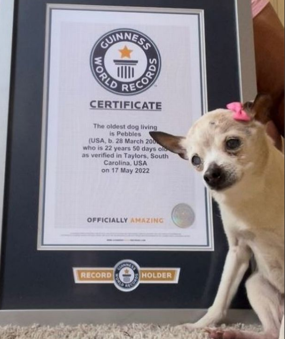 Ältester Hund der Welt Pebbles