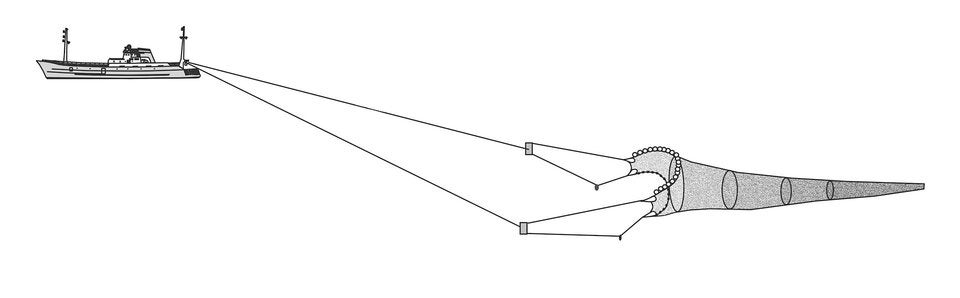 Fisch und Meeresfrüchte nachhaltig kaufen