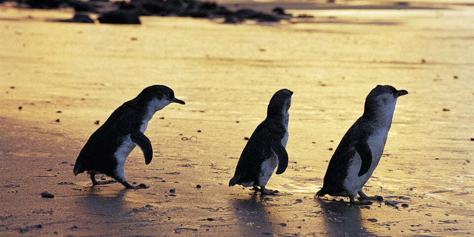 Penguins