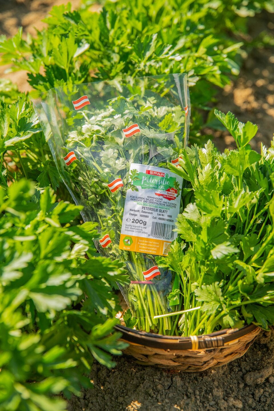 Frisch geerntet und regional verpackt: BeeWild-Petersilie steht für höchste Qualität und verantwortungsvollen Genuss.