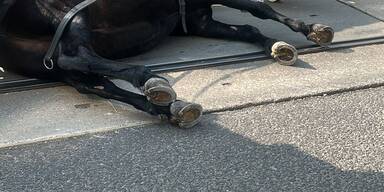 Fiaker-Pferd bricht am Rennweg pl&ouml;tzlich zusammen