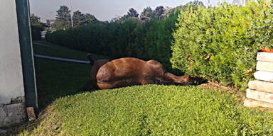 Wirbel um totes Pferd im Garten von FP-Politiker