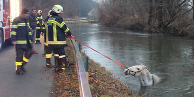Pferd M&uuml;hlgang FF Wildon