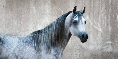 Pferd