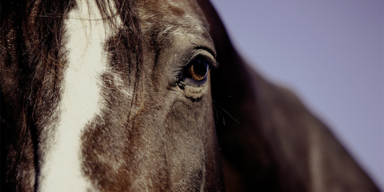 Pferd - Unsere Tiere - Pferdepest Thailand - Sendung 03052020