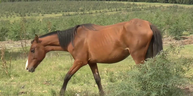 Pferde Schweinezucht ohne BB  (1).png