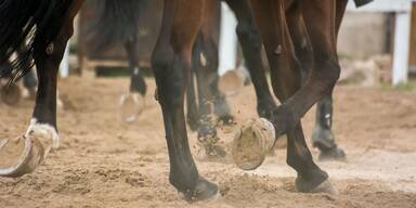 Pferd schl&auml;gt aus: Frau musste in Spital geflogen werden