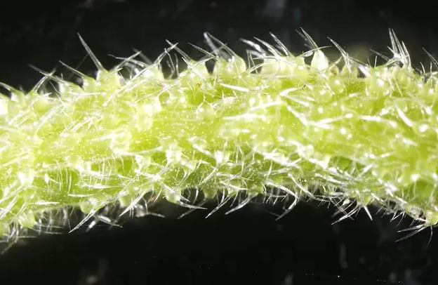 Naomi Lewis/ABC News