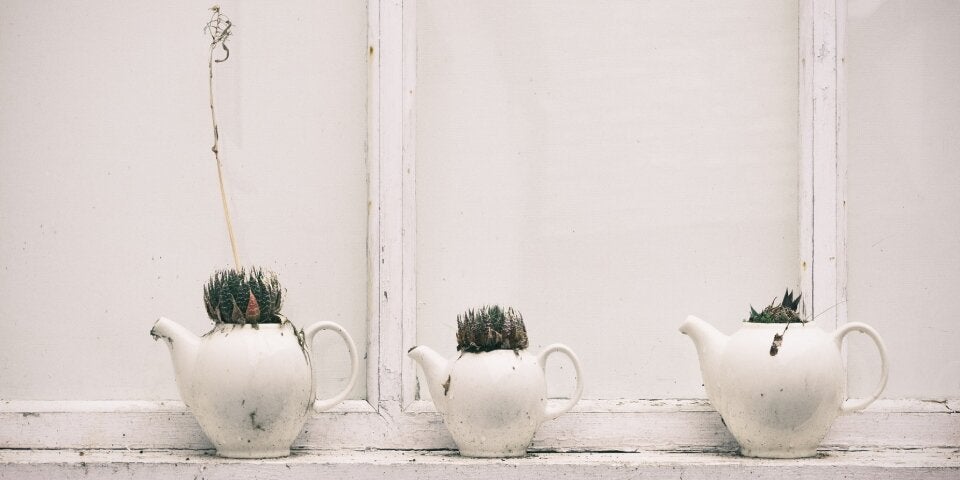 Eine grüne Oase innerhalb der eigenen vier Wände