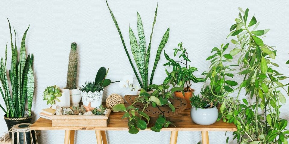 Eine grüne Oase innerhalb der eigenen vier Wände