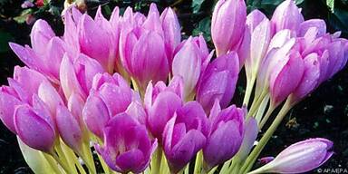 Pflegeleichte Pflanze in leuchtenden Farben