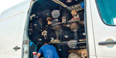 27 Hunde aus Kleinlaster gerettet