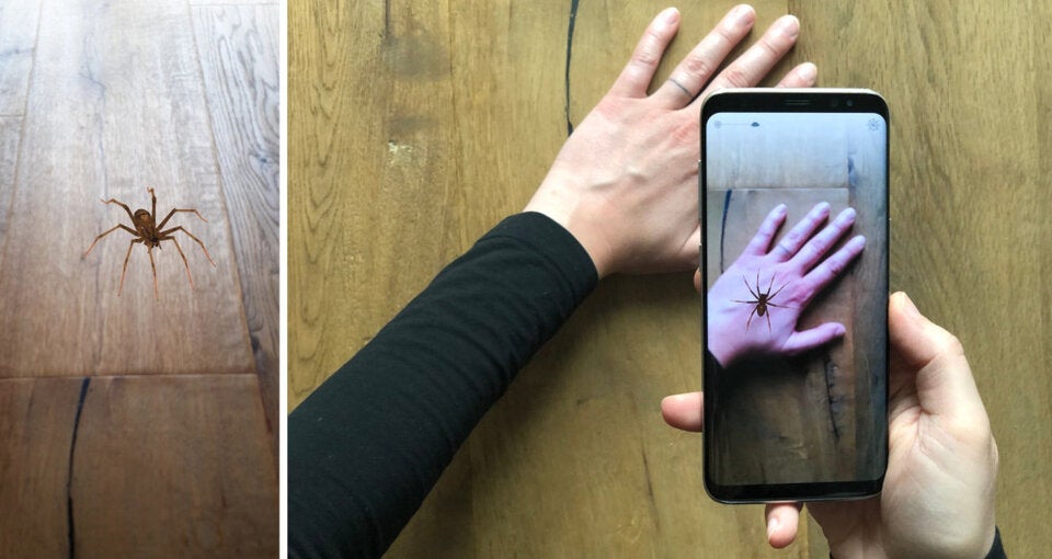 Geniale App bekämpft die Spinnenangst