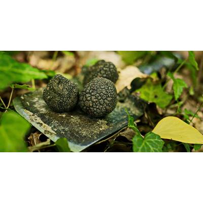 Aufgrund der sauberen, geschützten Natur und des vielfältigen Reliefs bewohnt eine Fläche von ca. 3.000 km2 eine wirklich beeindruckende Anzahl von Tierarten.