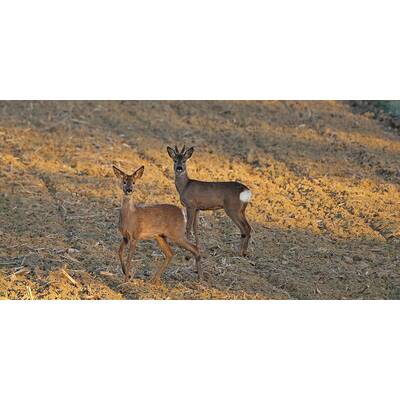 Aufgrund der sauberen, geschützten Natur und des vielfältigen Reliefs bewohnt eine Fläche von ca. 3.000 km2 eine wirklich beeindruckende Anzahl von Tierarten.