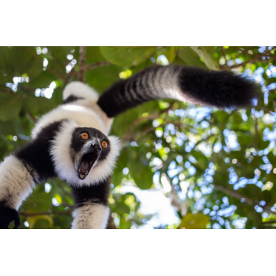 Dikla Gabriely/Comedy Wildlife 2023