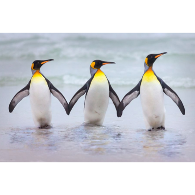 Dikla Gabriely/Comedy Wildlife 2023