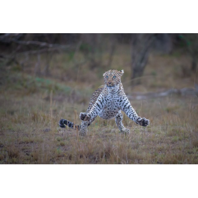 Dikla Gabriely/Comedy Wildlife 2023