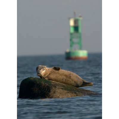 Dikla Gabriely/Comedy Wildlife 2023