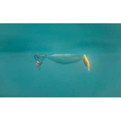 Dikla Gabriely/Comedy Wildlife 2023