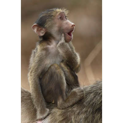 Dikla Gabriely/Comedy Wildlife 2023