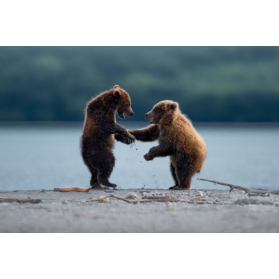 Dikla Gabriely/Comedy Wildlife 2023