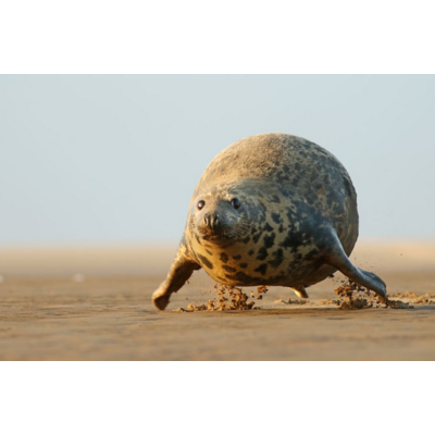 Dikla Gabriely/Comedy Wildlife 2023