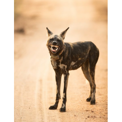 Dikla Gabriely/Comedy Wildlife 2023