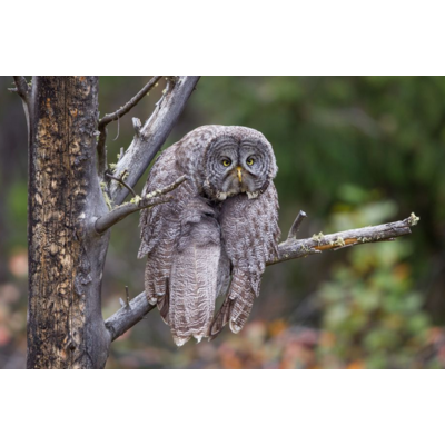 Dikla Gabriely/Comedy Wildlife 2023