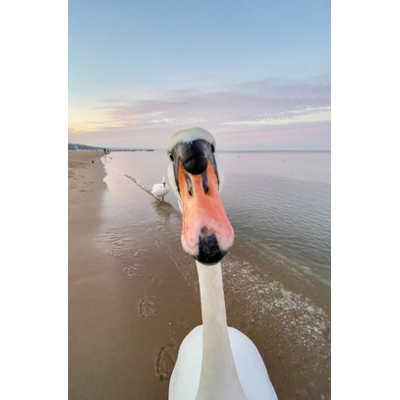 Dikla Gabriely/Comedy Wildlife 2023