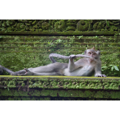 Dikla Gabriely/Comedy Wildlife 2023