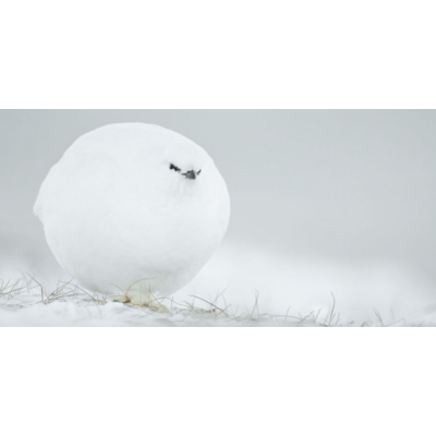 Dikla Gabriely/Comedy Wildlife 2023