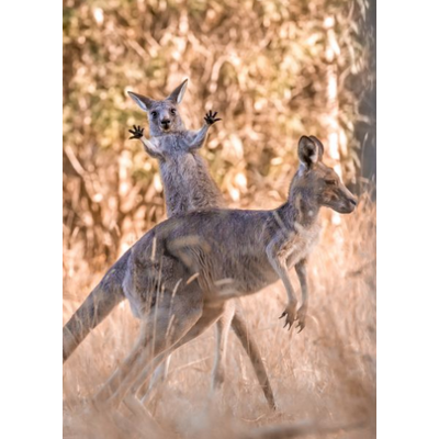 Dikla Gabriely/Comedy Wildlife 2023