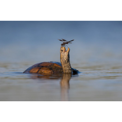 Dikla Gabriely/Comedy Wildlife 2023