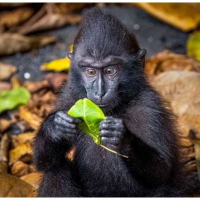 Dikla Gabriely/Comedy Wildlife 2023