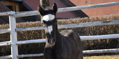 Babynews: Das erste Lipizzanerfohlen ist da!