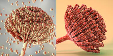 Forschungs-Sensation: Tödlicher Schimmelpilz soll Krebs gezielt angreifen
