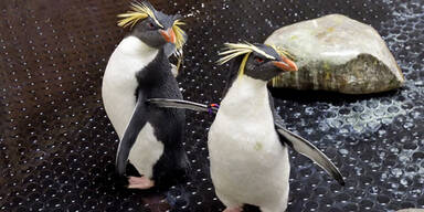 Pinguine Sch&ouml;nbrunn