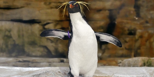 Pinguine Schönbrunn