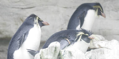 Tausende Pinguin-K&uuml;ken in der Antarktis verhungert